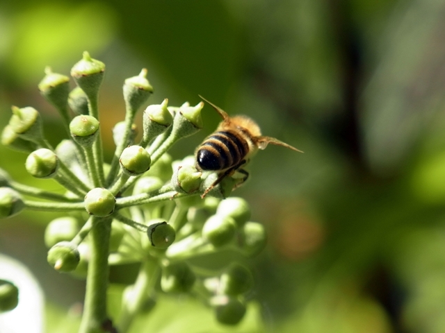 last bee...