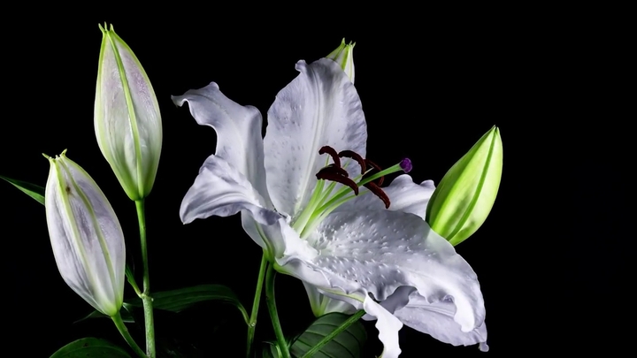 white beauty