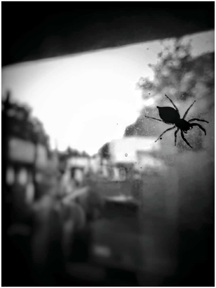 spyder