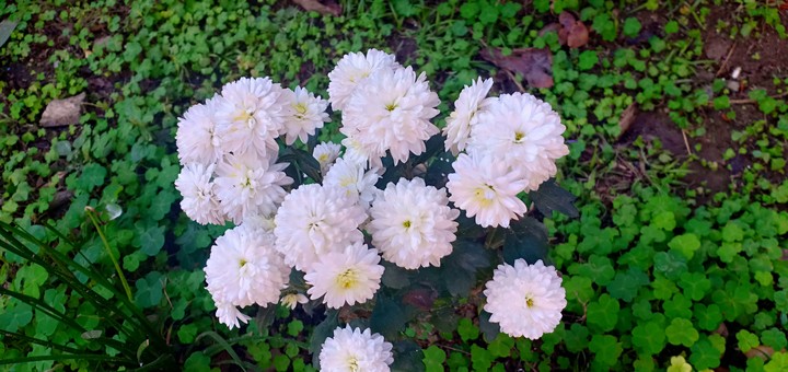 flower