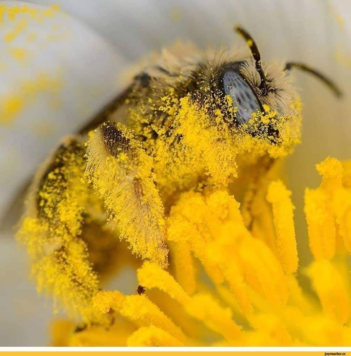 abeille