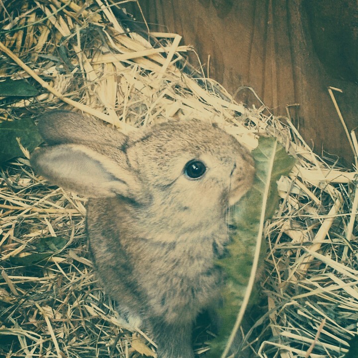# cute
