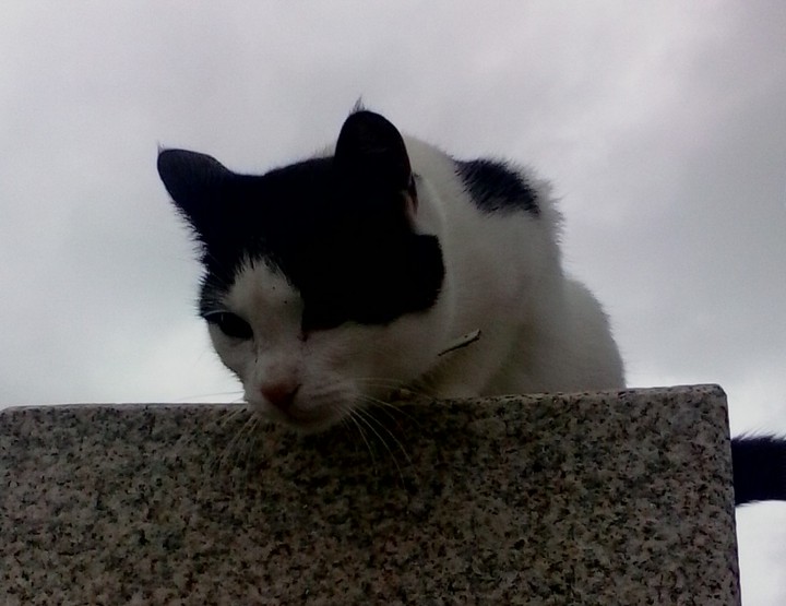 cat