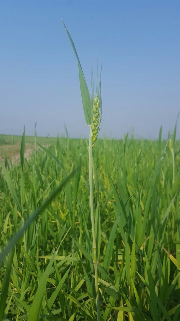 wheat