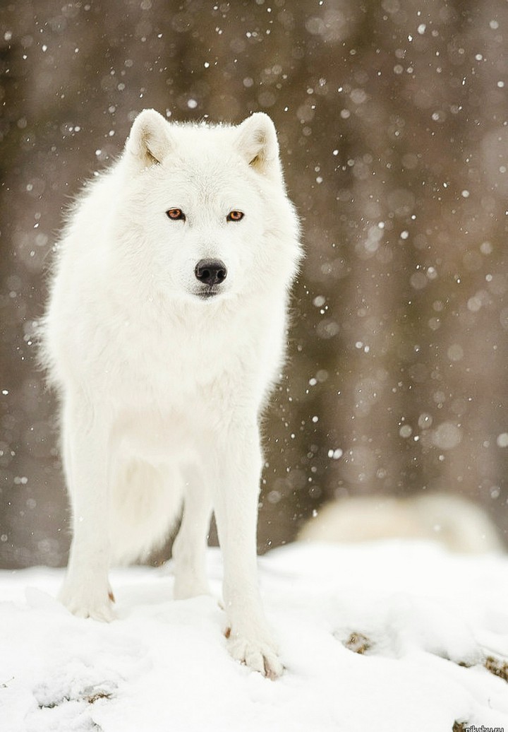White Wolf in the Snow