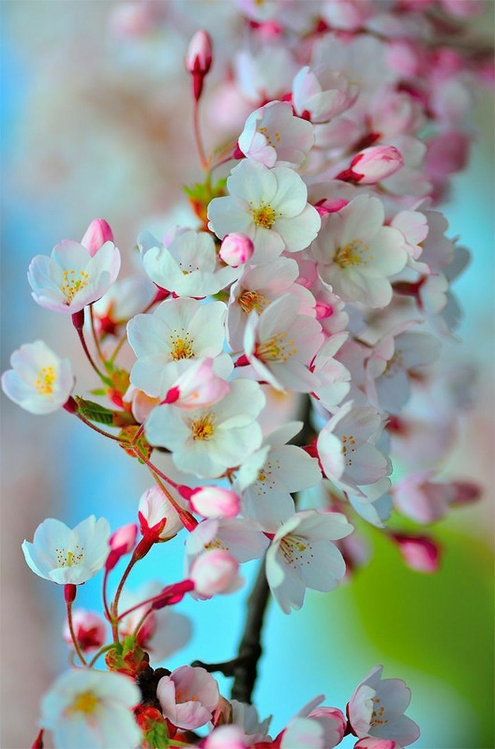 flowers