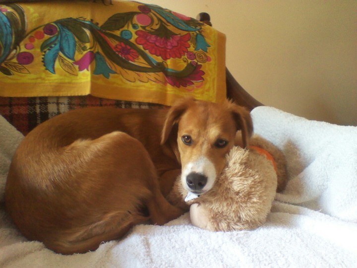 My dog