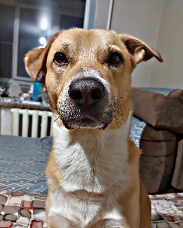собака