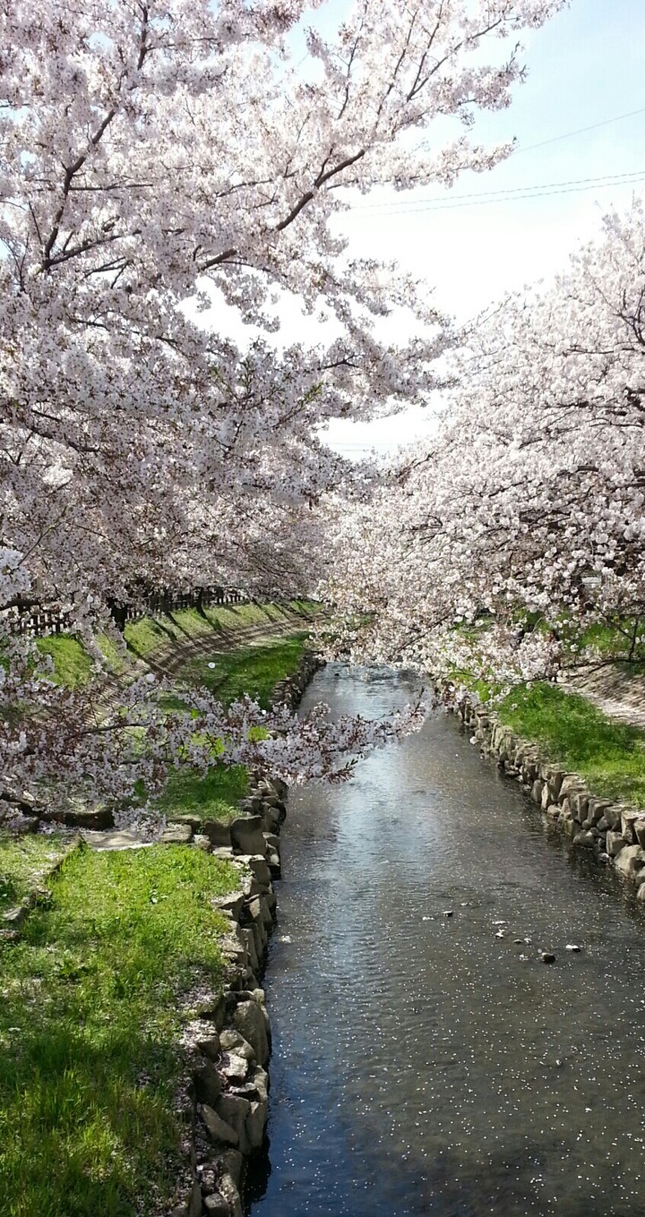 blossom