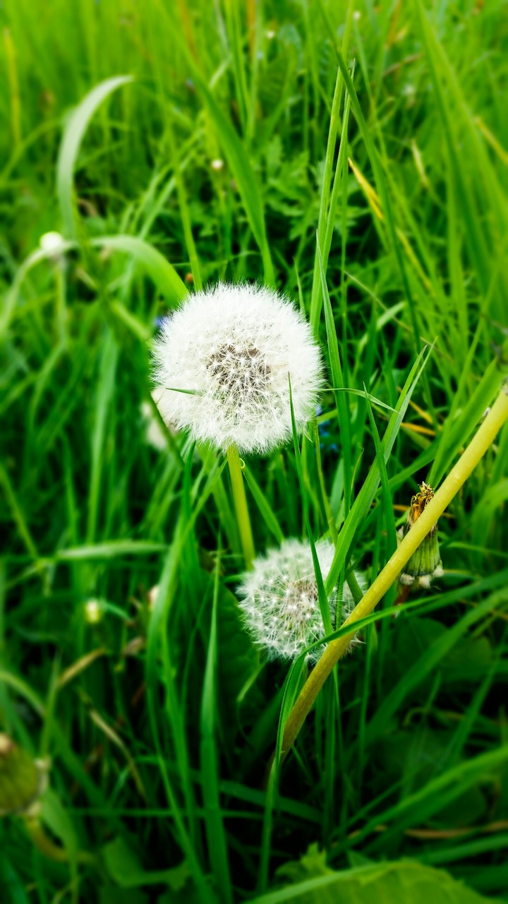 Dandelion