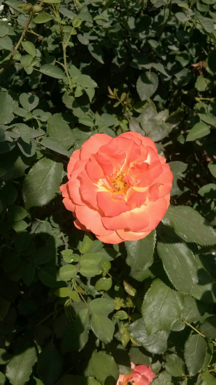 flowers for you