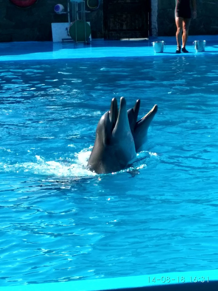 Dolphin.