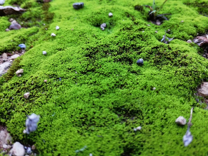 Musgo verde