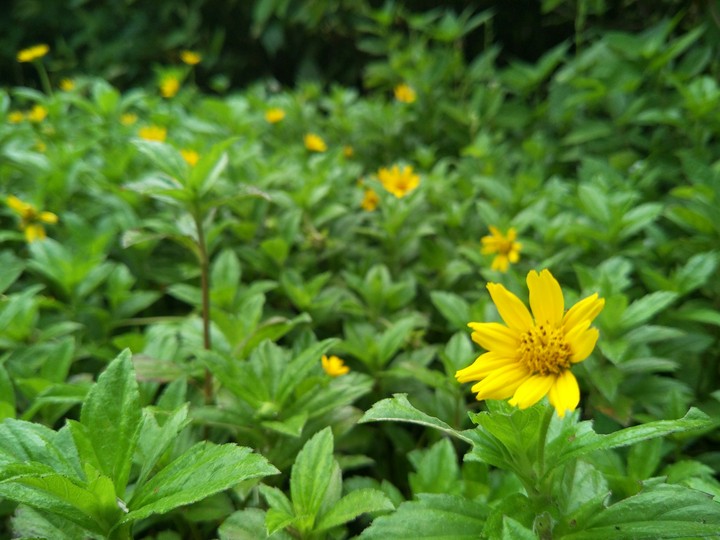 beautiful flower