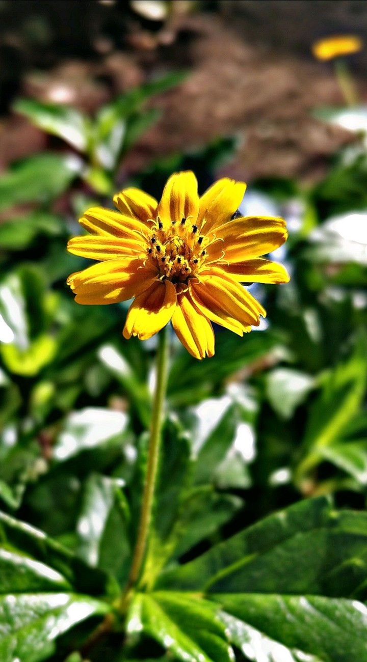 #flower
