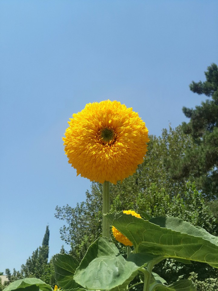 sunflower