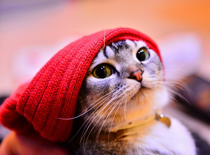кот и шапка