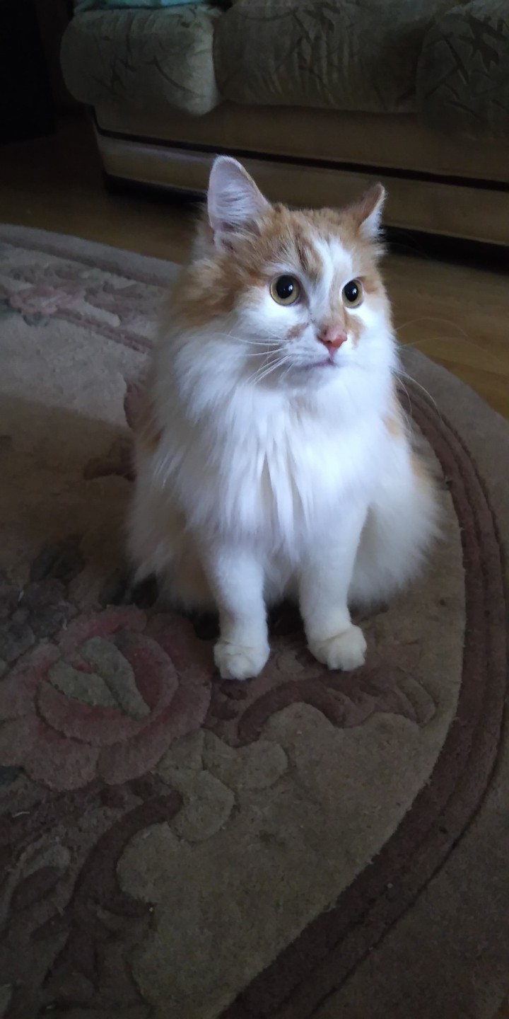 кот
