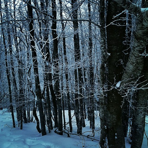 snow in the woods