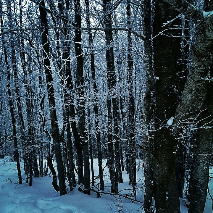 snow in the woods