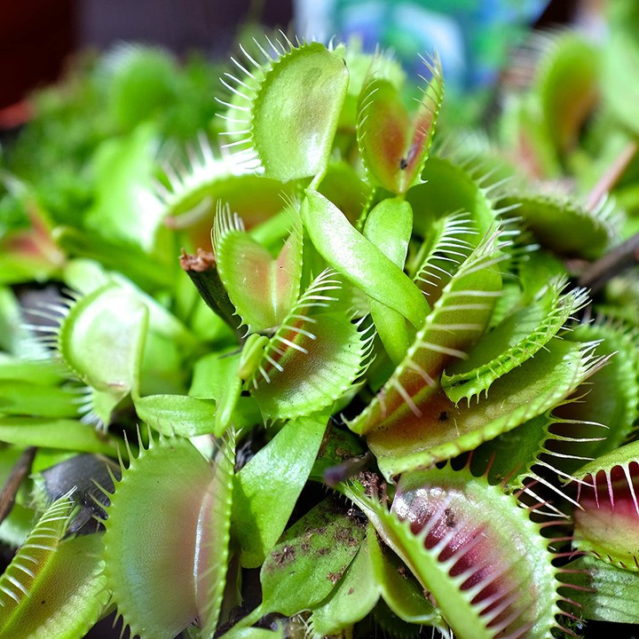 Venus-flytrap