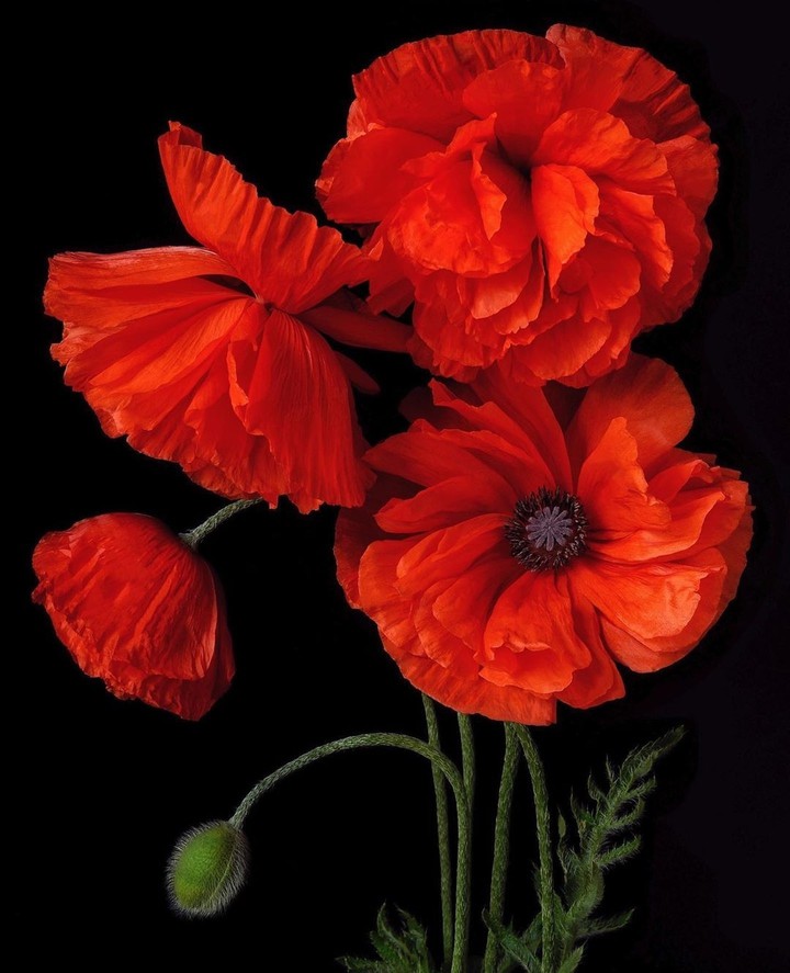 #poppy