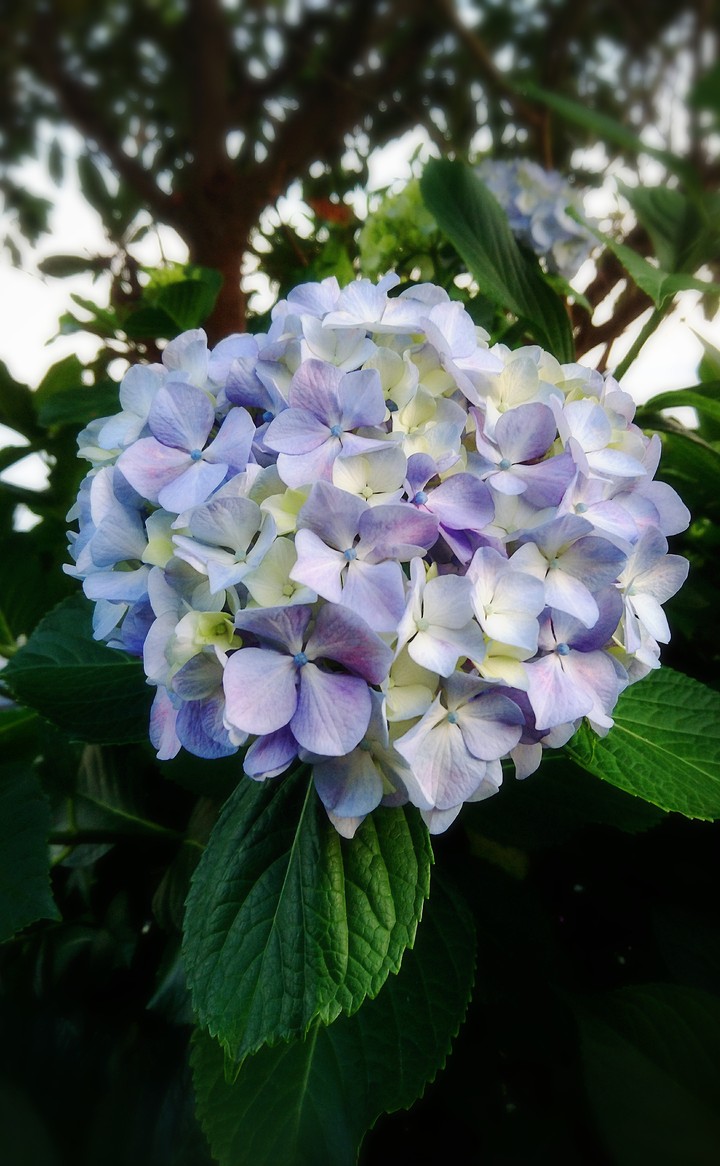 紫陽花