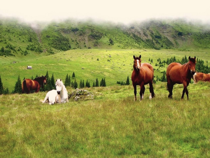 Romania