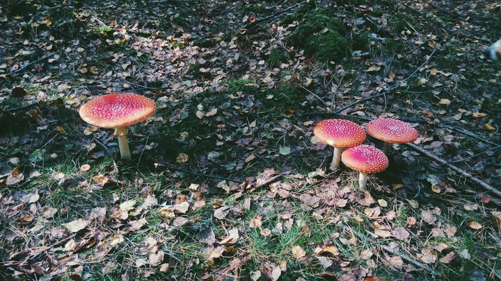 mushrooms, forest