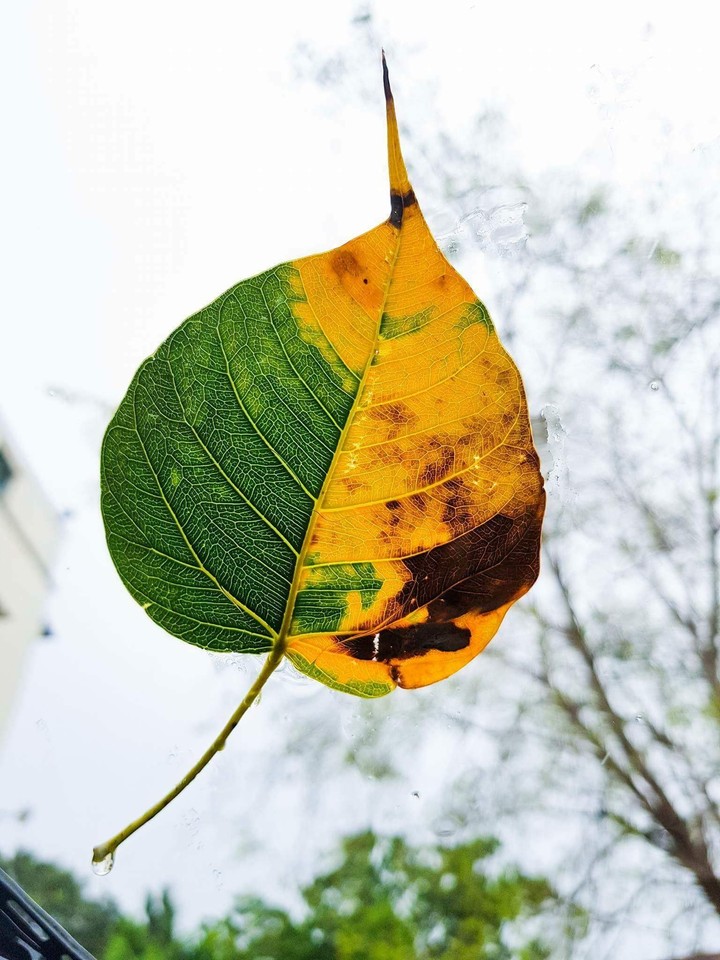 leaf