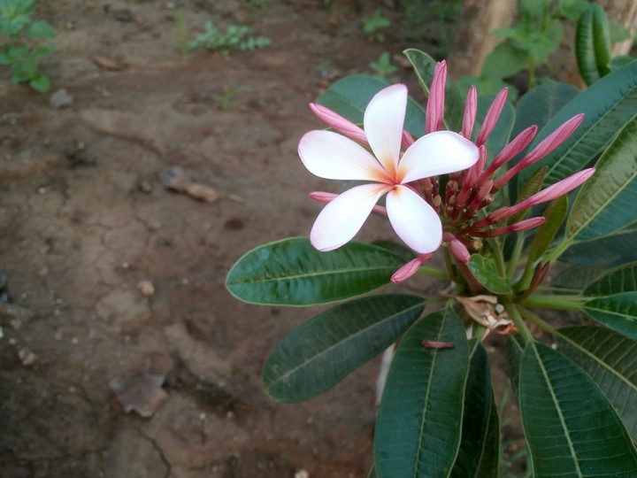 beautiful flower