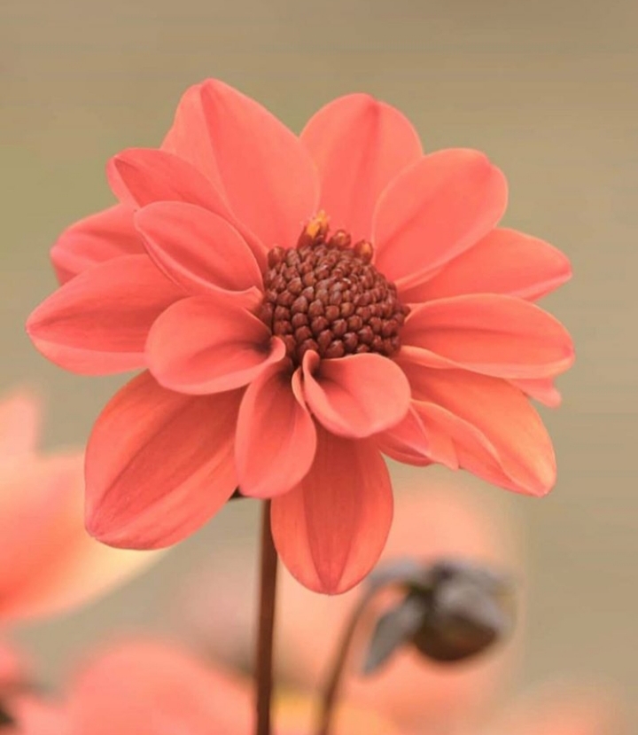 flor