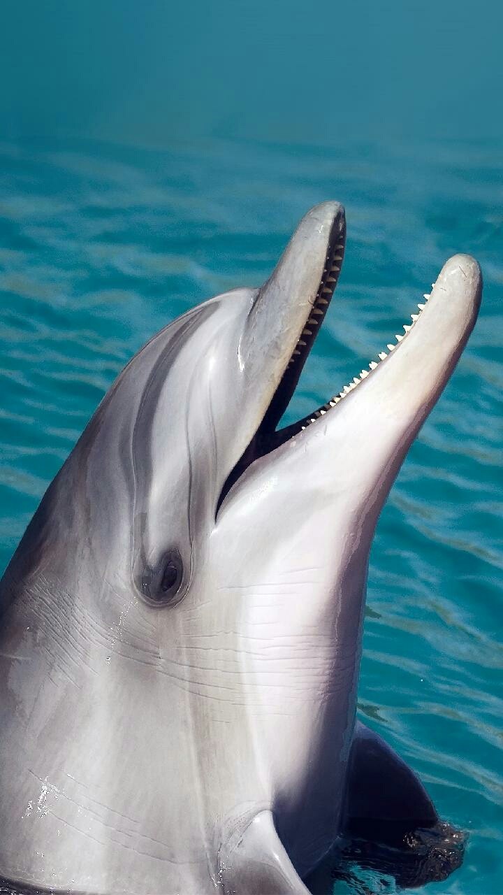 Dauphin