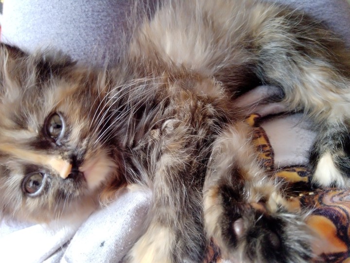 everybody meet watermelon