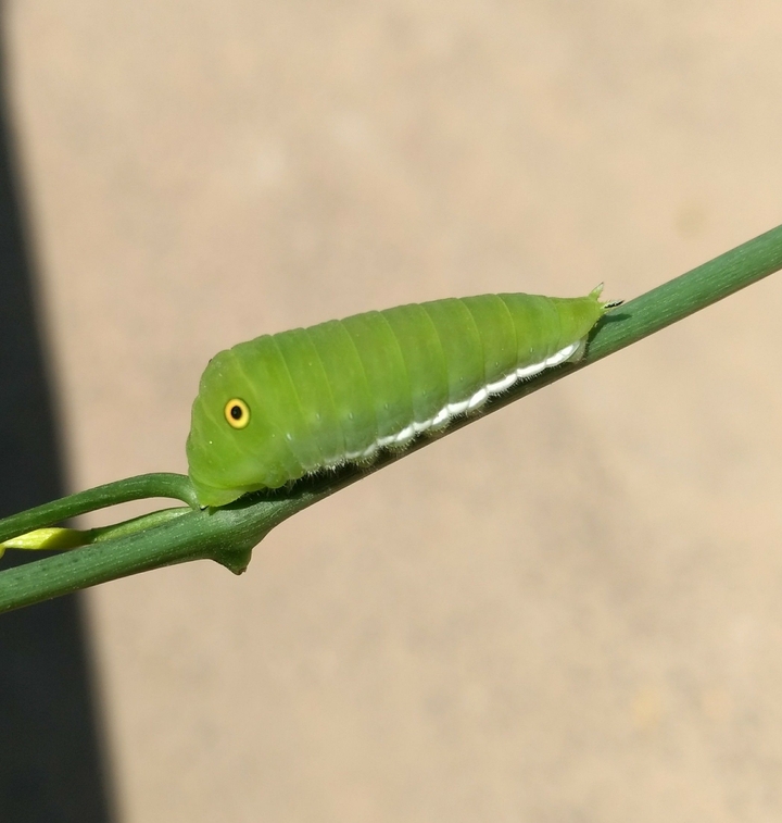 caterpillar..