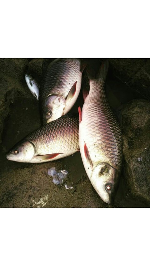 fish....