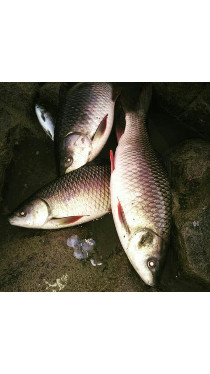 fish....