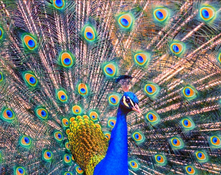 Majestic peacock