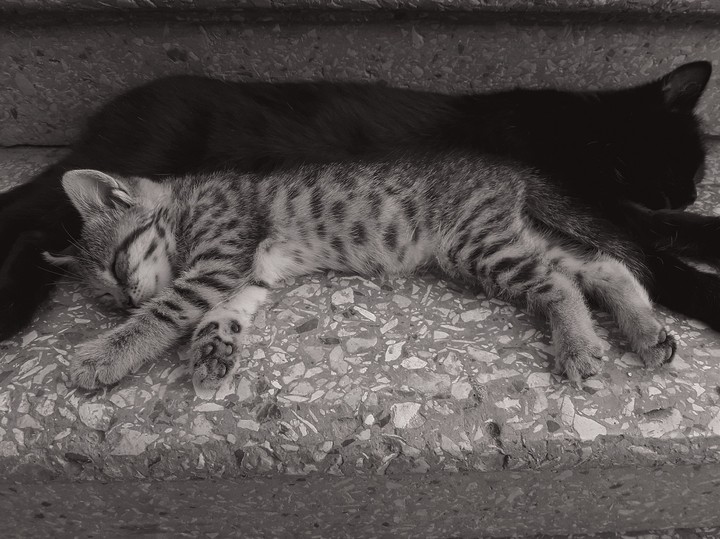 cat