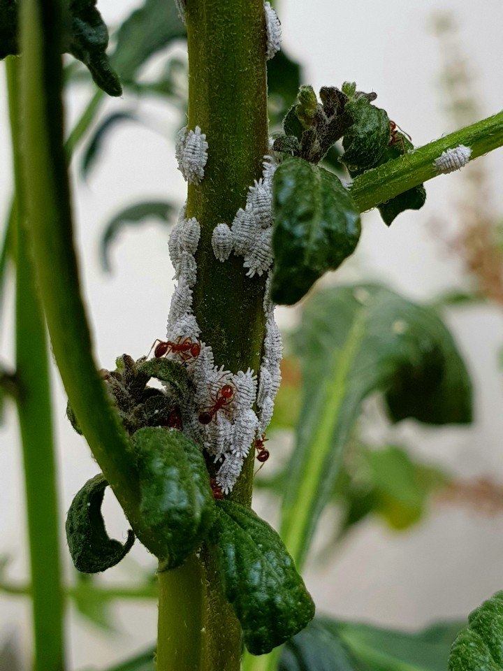 ants and spores