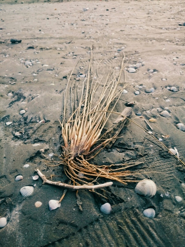 sea