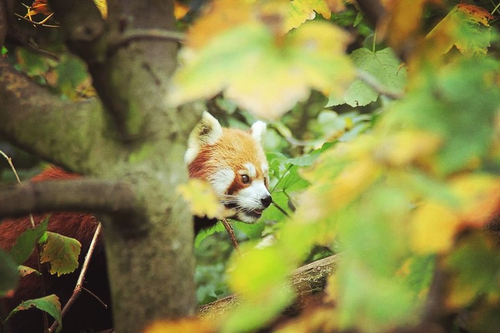 red panda