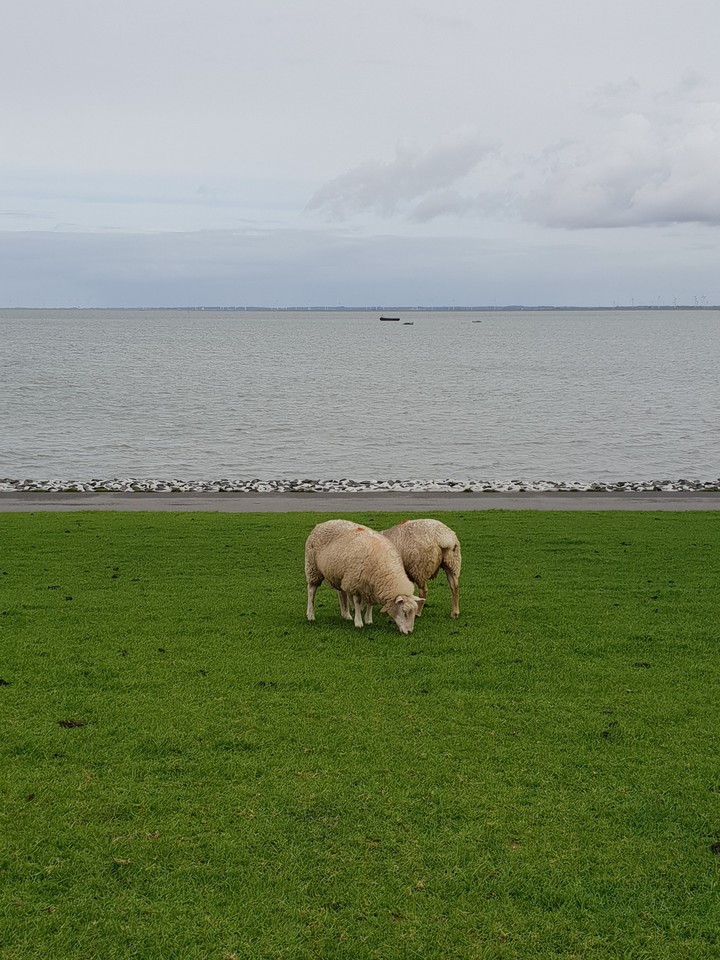 Schafe auf Nordstrand