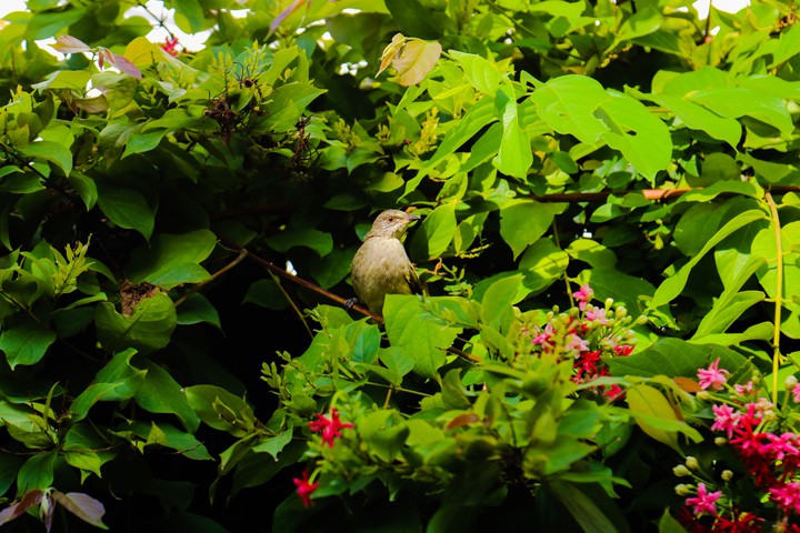 tweet tweet