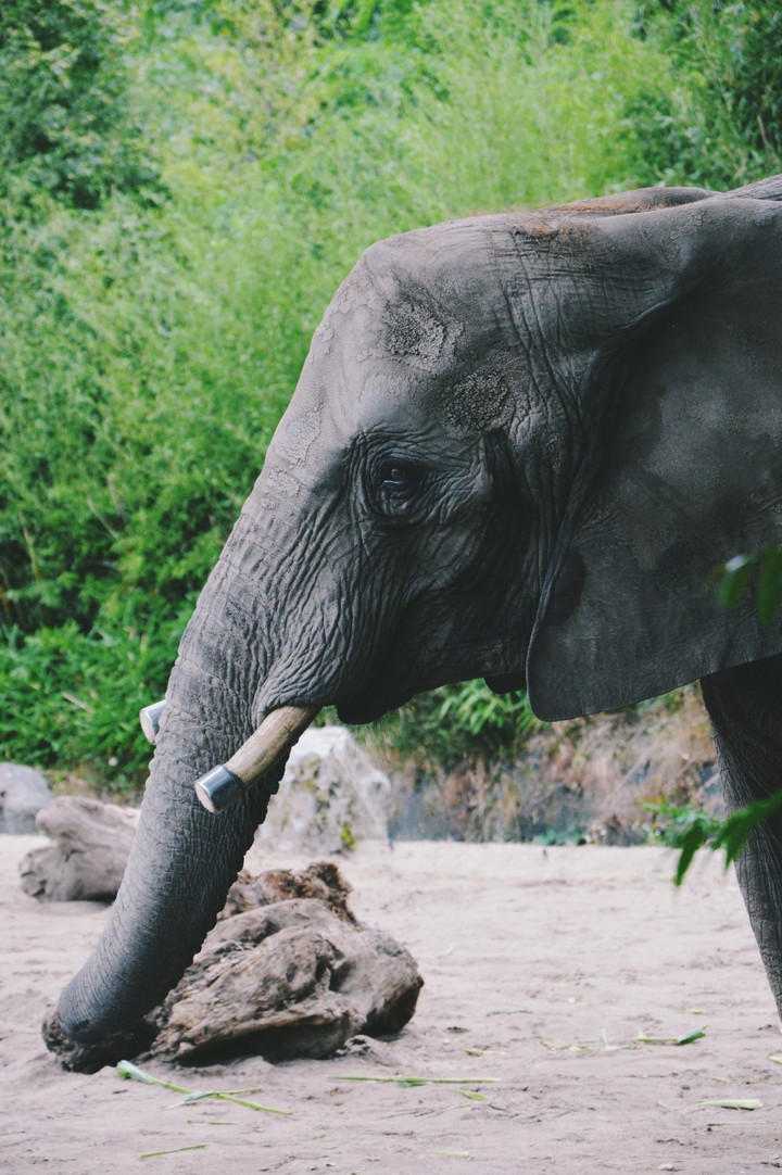 Elefant im Duisburger Zoo