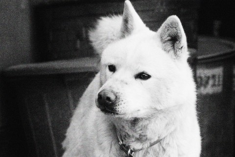 тапети snout, dog