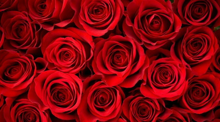 Red Roses