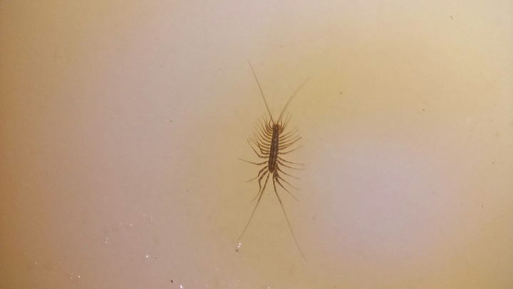 bug