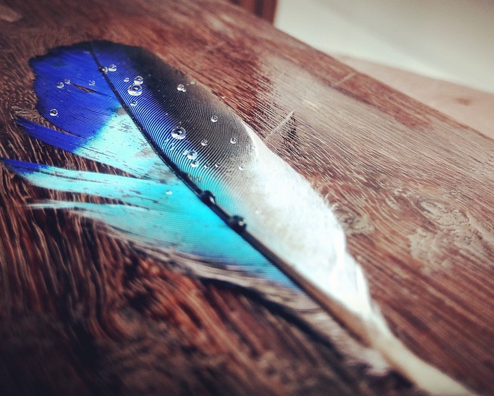 beautiful wing of Bird