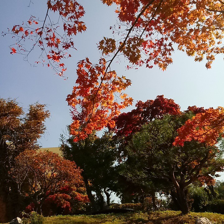 단풍